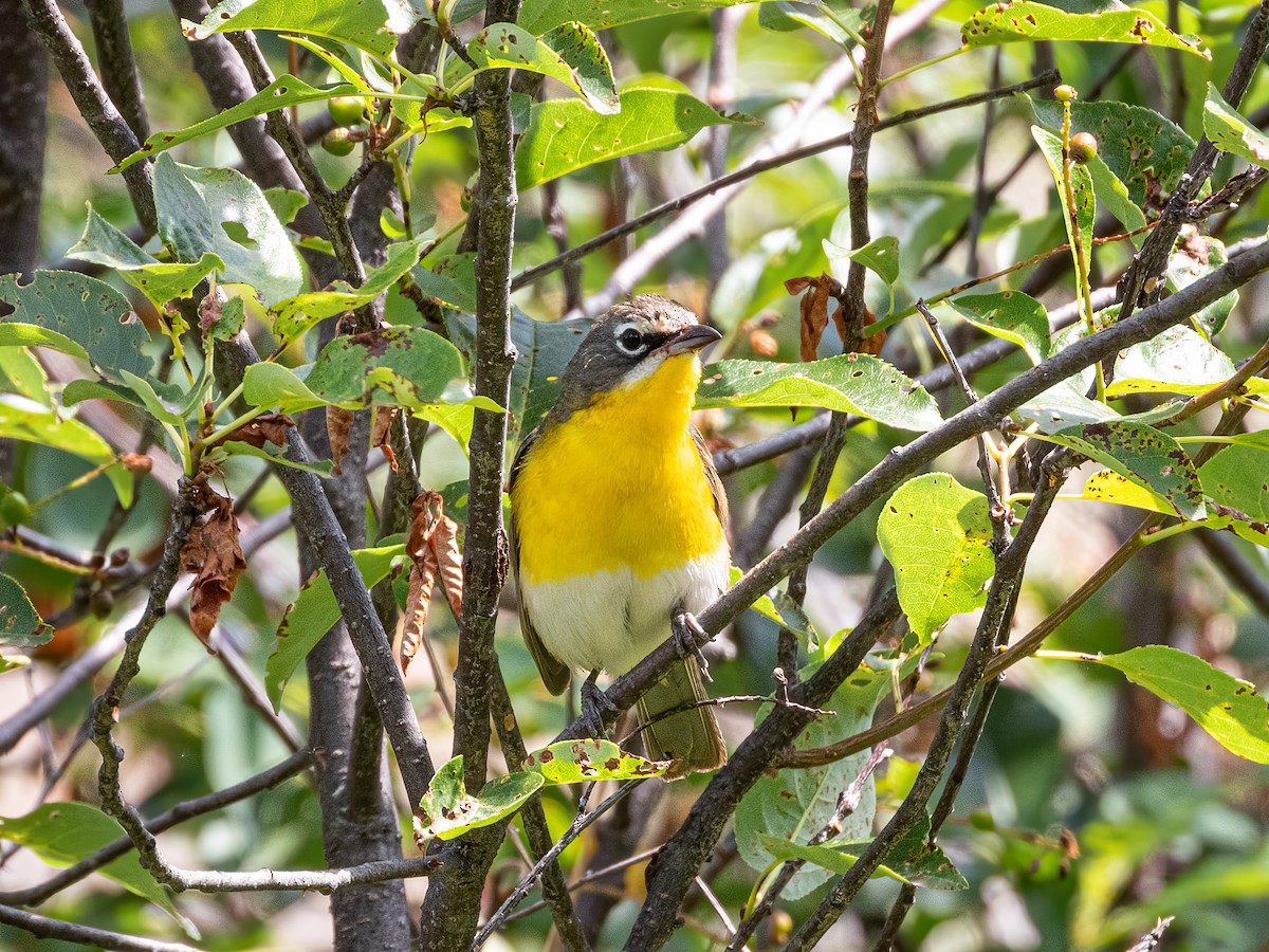 Yellow-breasted Chat - ML644844087