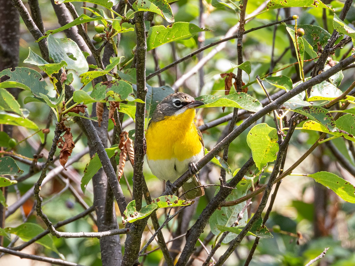 Yellow-breasted Chat - ML644844088
