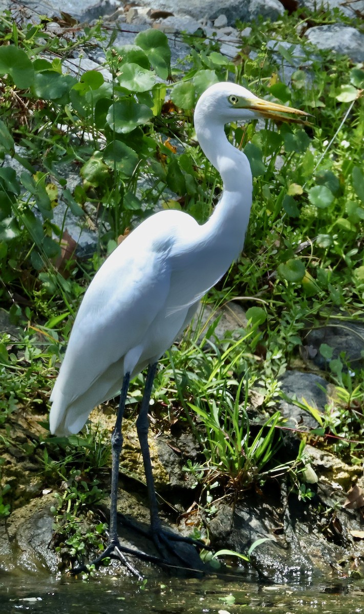 Medium Egret - ML644844093