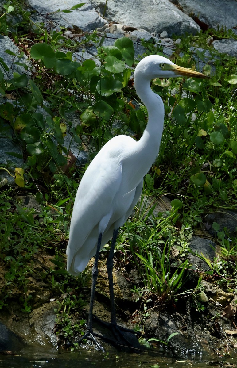 Medium Egret - ML644844094