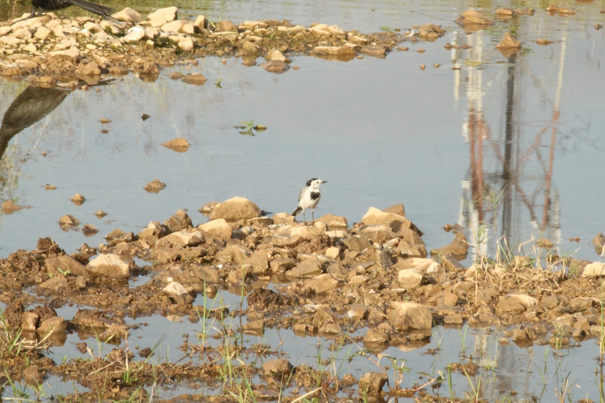 linerle - ML644844104