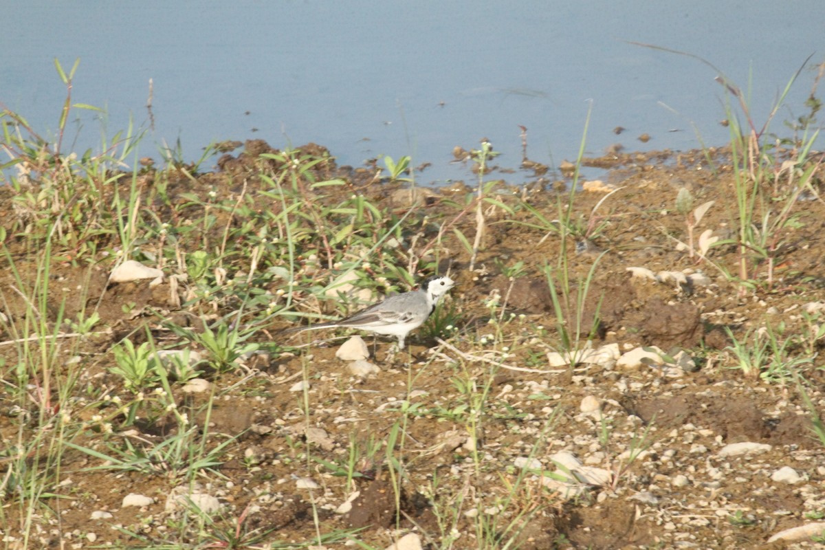 linerle - ML644844105