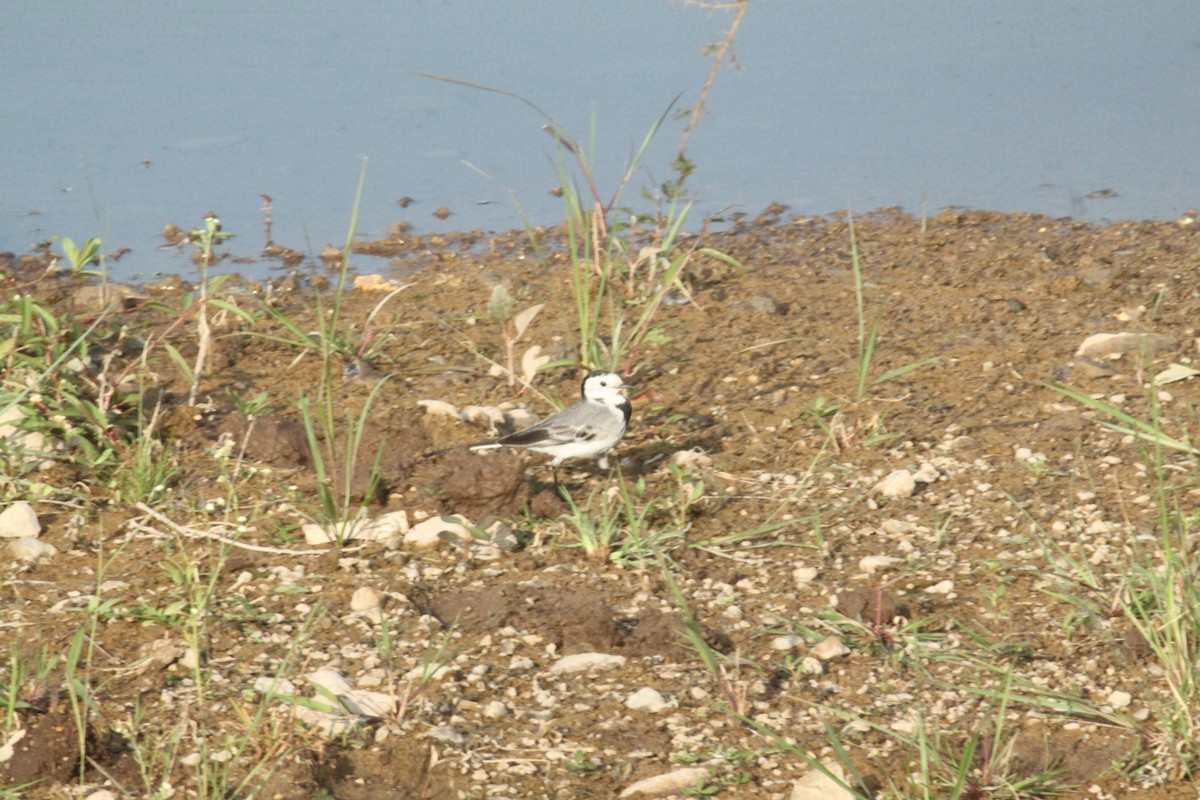 linerle - ML644844106