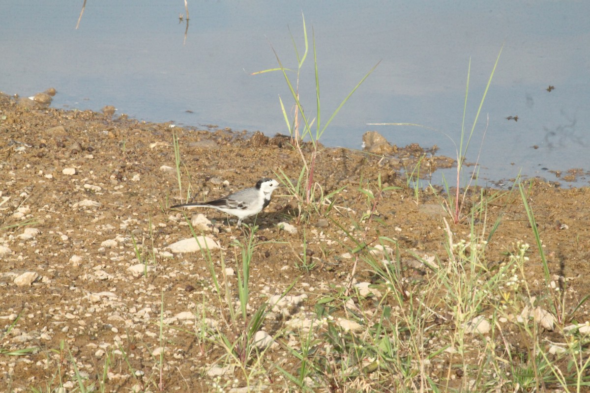 linerle - ML644844107