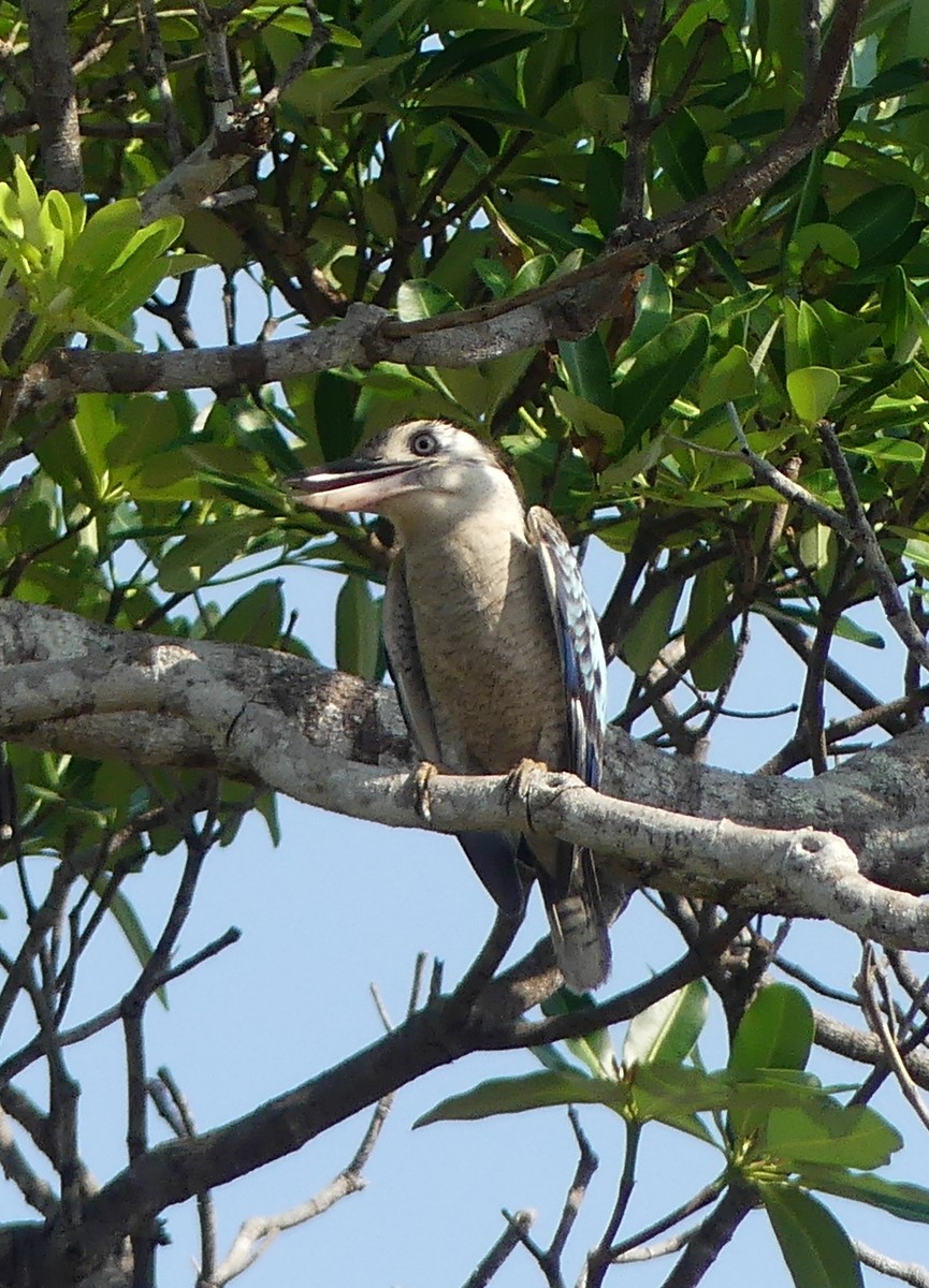 Blue-winged Kookaburra - ML644844119
