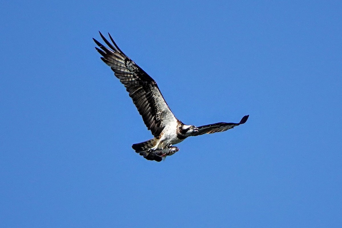 Скопа - ML644844122