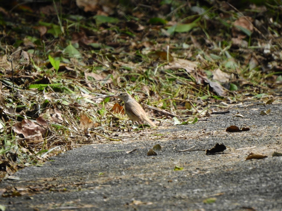 Booted Warbler - ML644844127