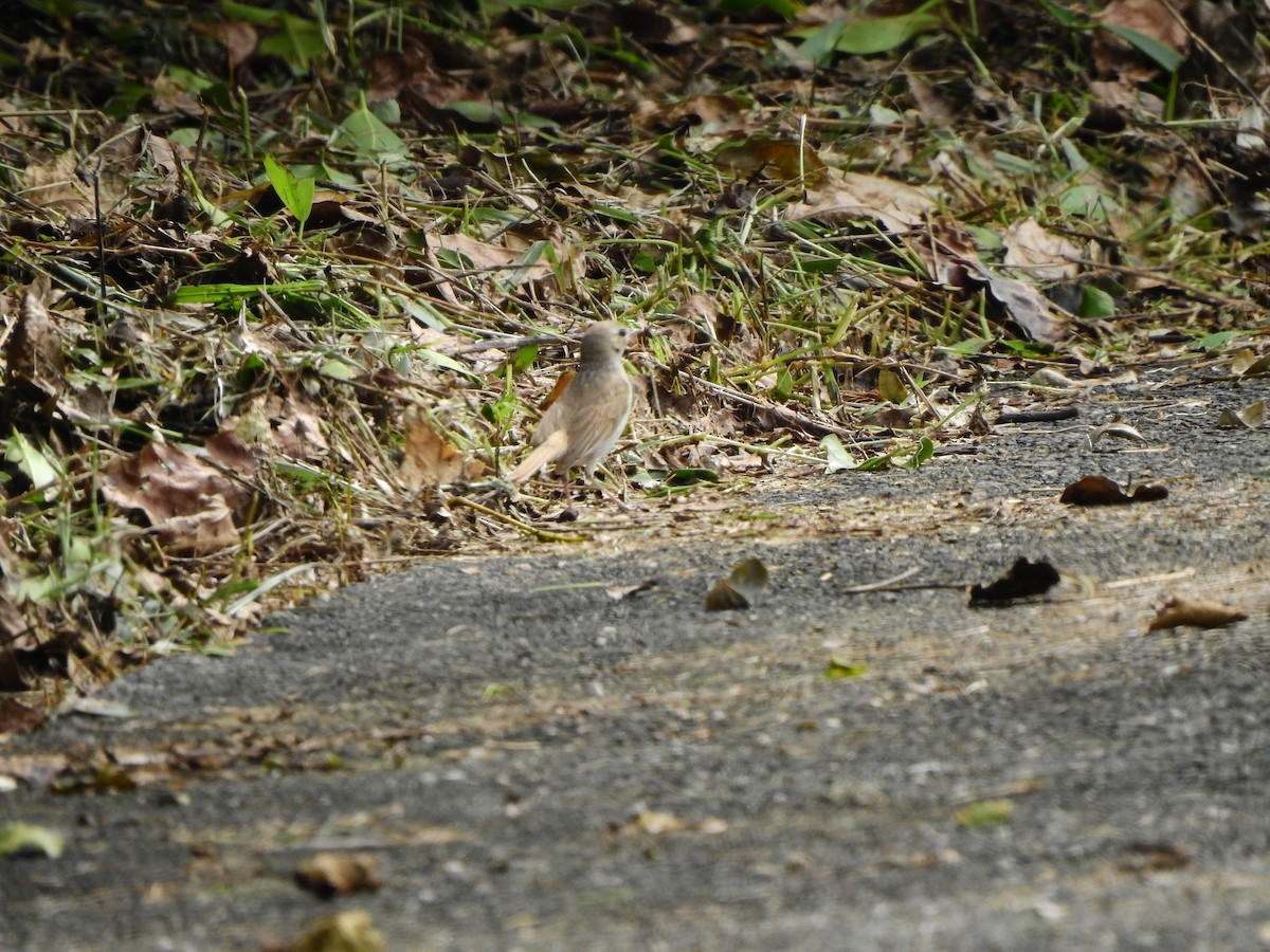 Booted Warbler - ML644844129