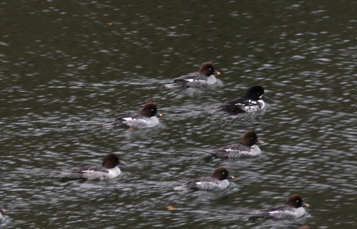 Barrow's Goldeneye - ML644844133