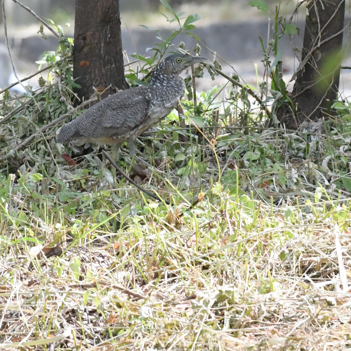 ズグロミゾゴイ - ML644844146