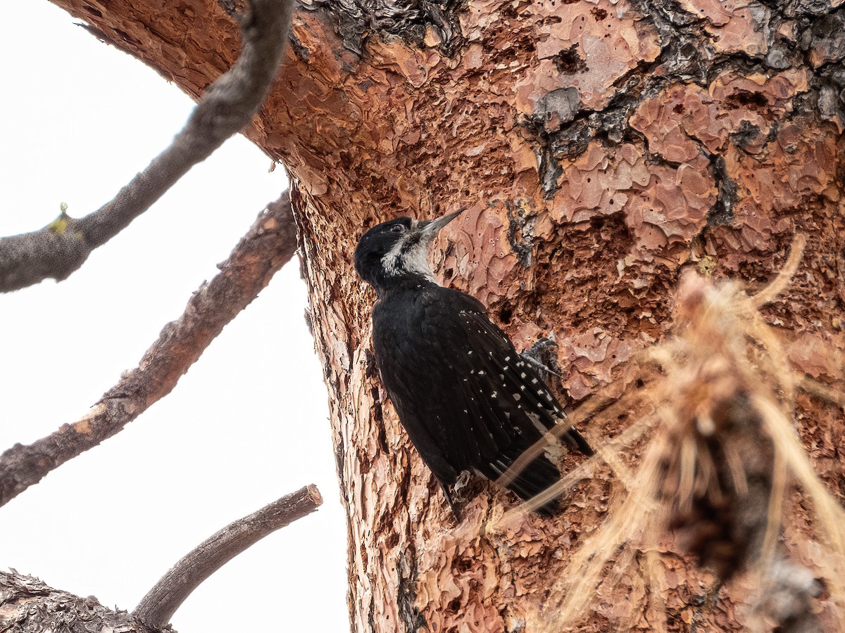 Black-backed Woodpecker - ML644844150