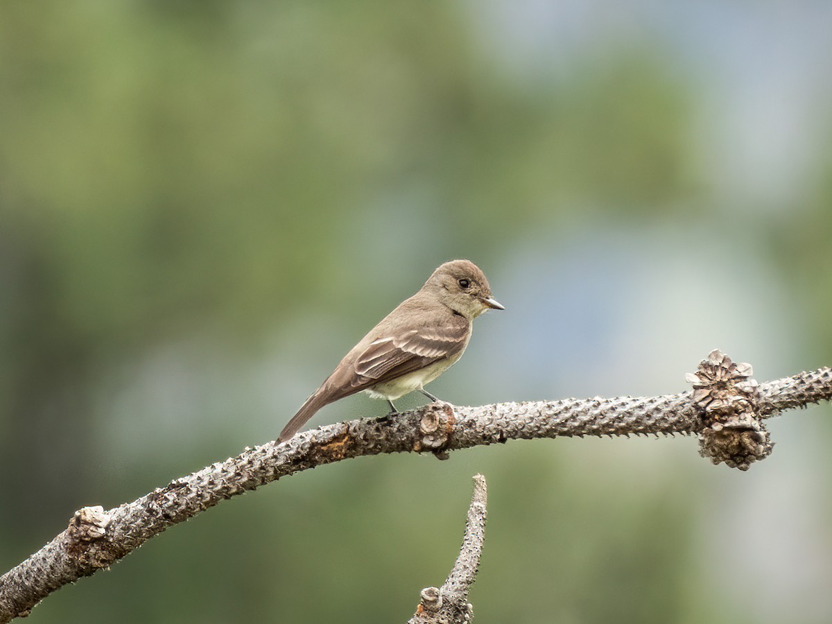 Western Wood-Pewee - ML644844157