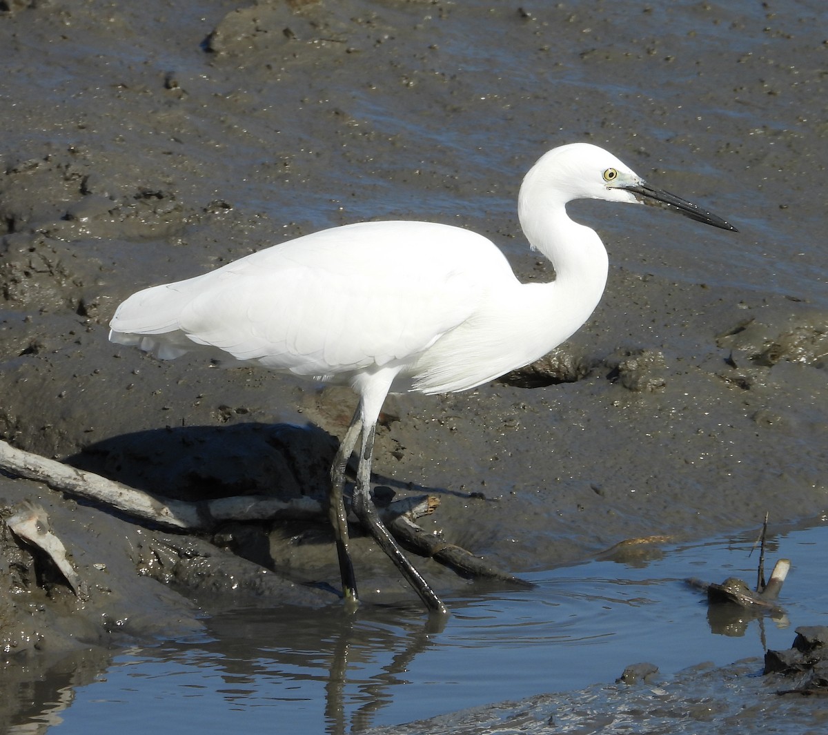 Little Egret - ML644844165