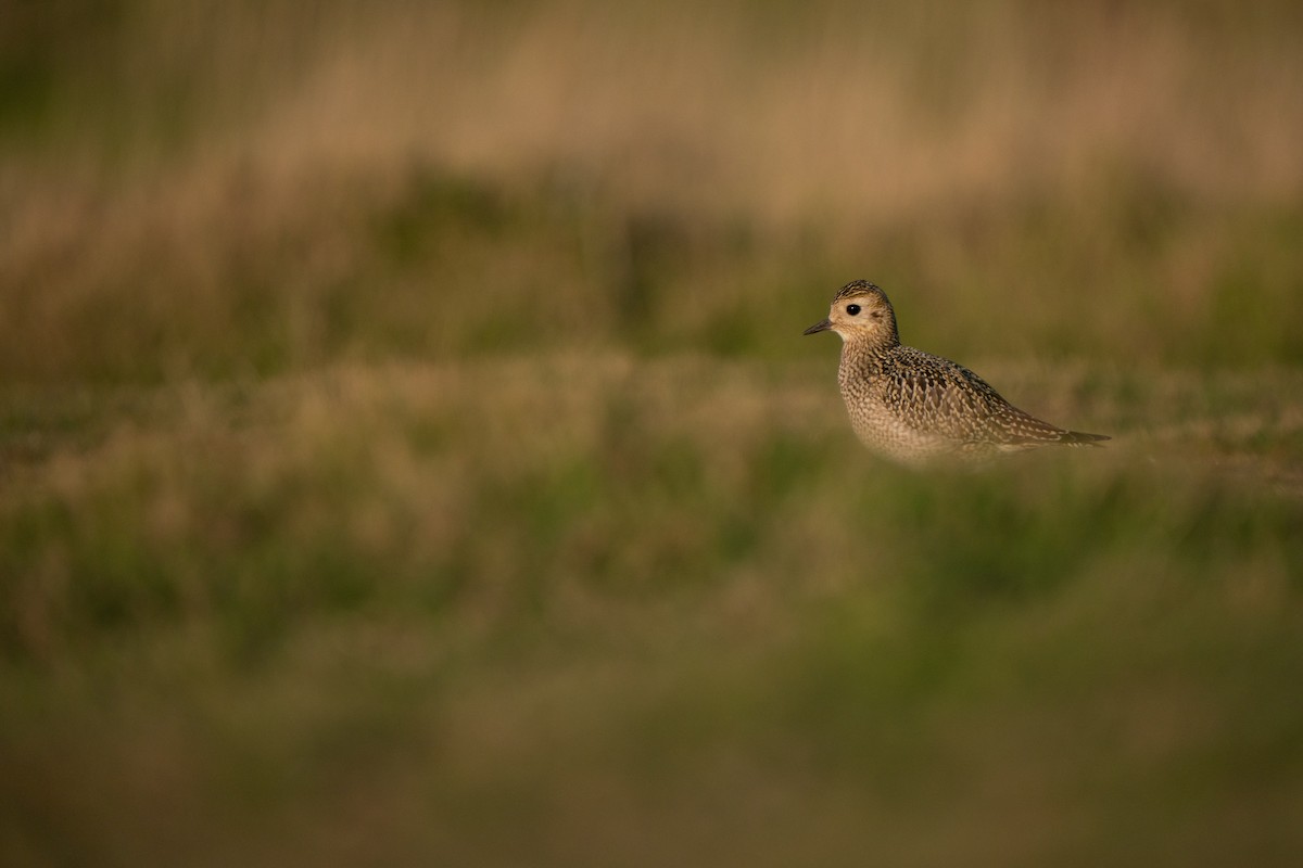Сивка звичайна - ML644844175