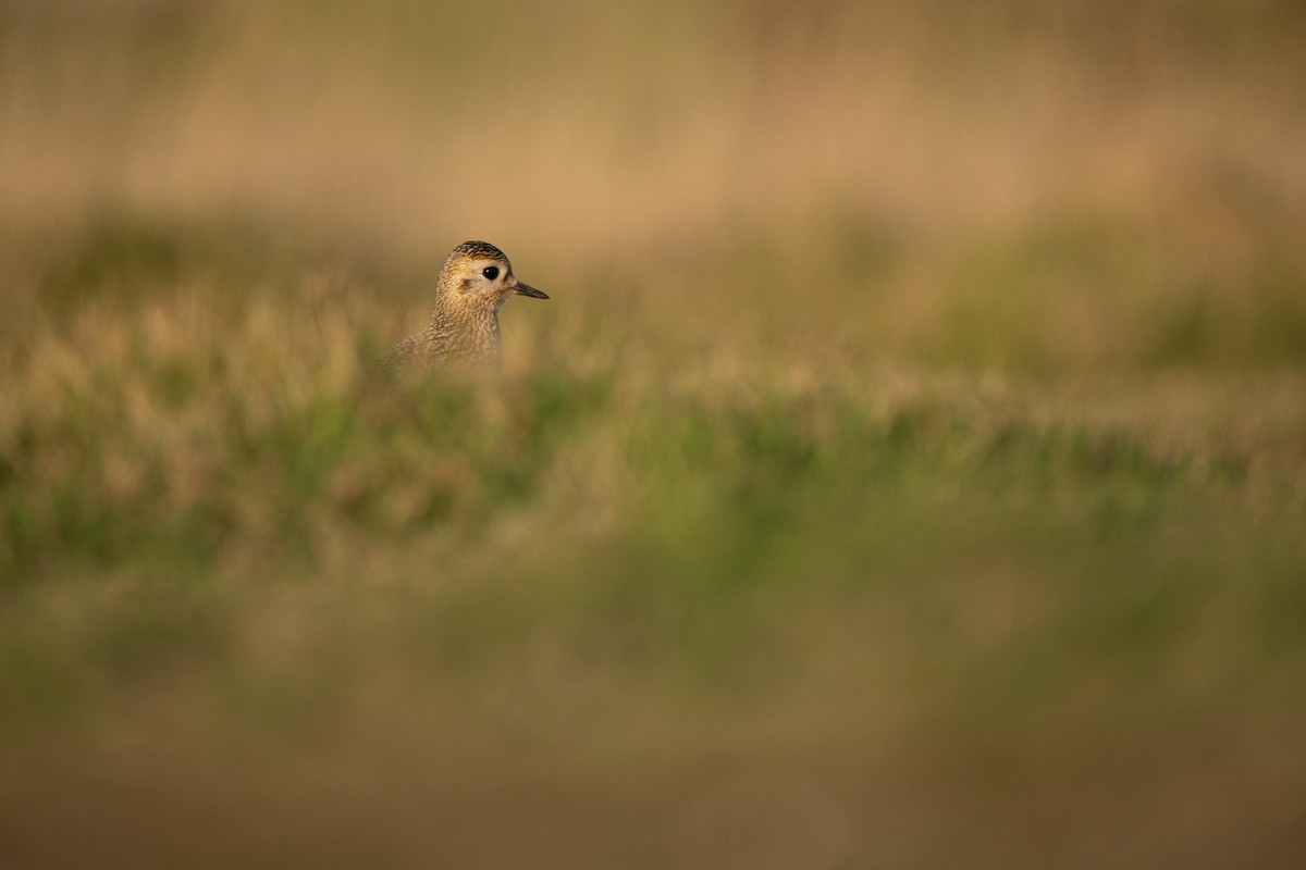 Сивка звичайна - ML644844176