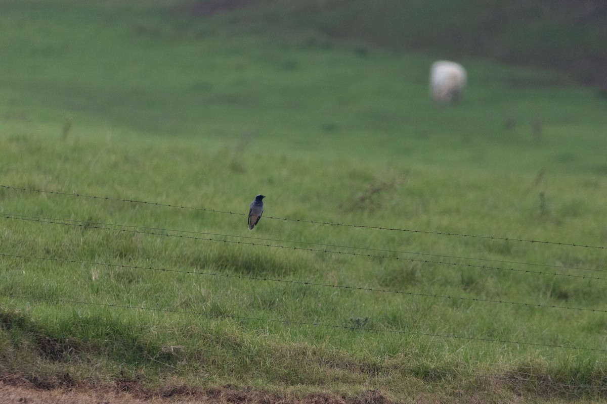 Black-faced Cuckooshrike - ML644844177