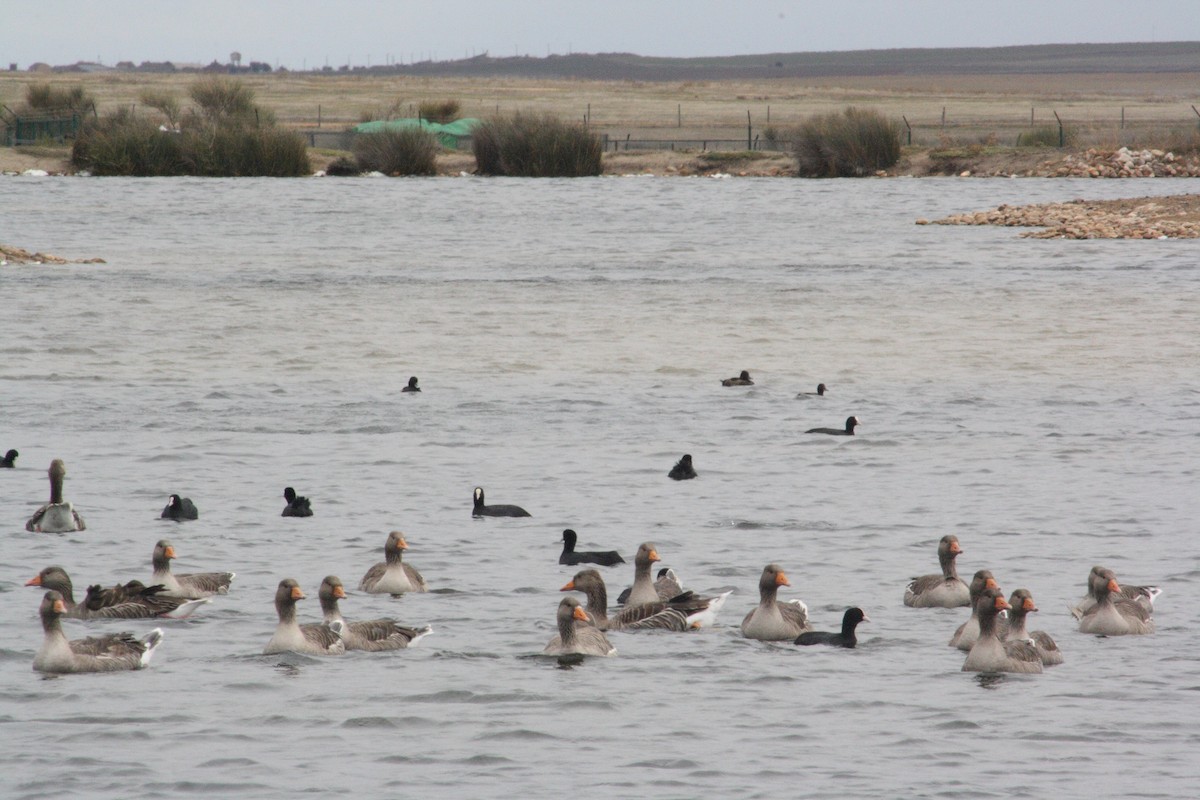 Graylag Goose - ML644844192