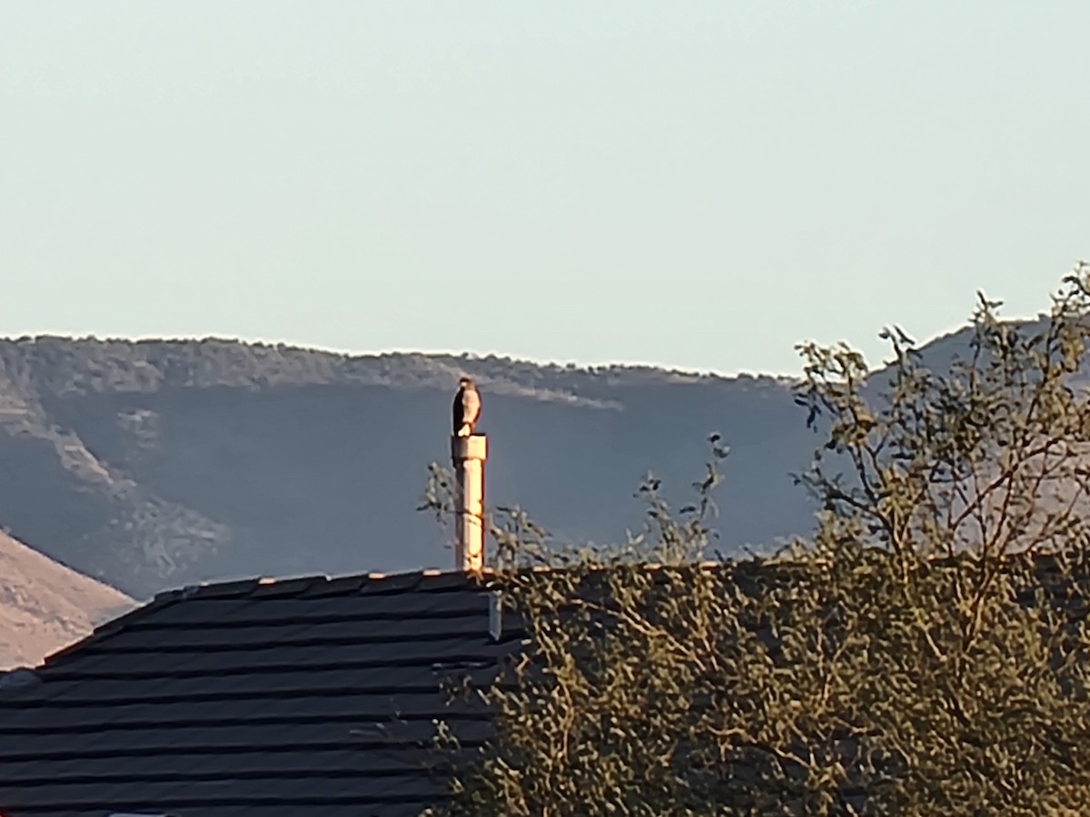 Cooper's Hawk - ML644844199