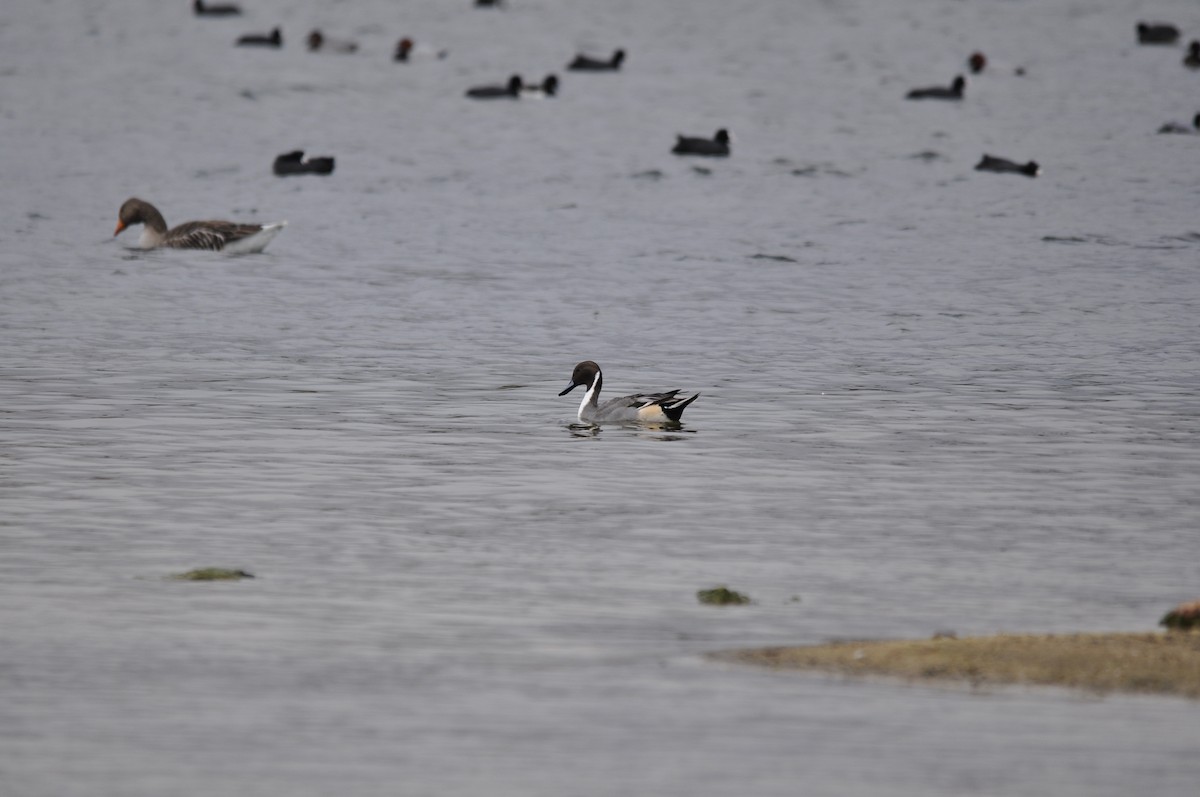 Northern Pintail - ML644844200
