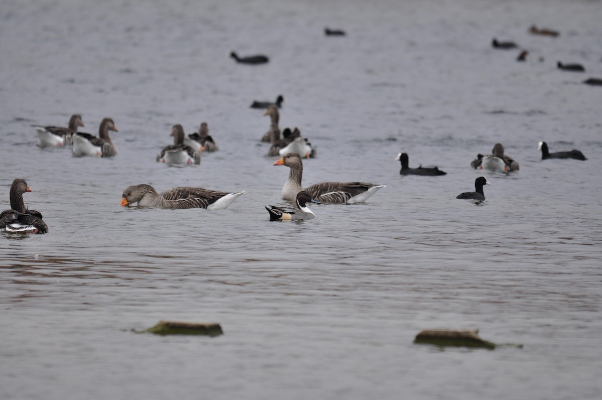 Northern Pintail - ML644844201