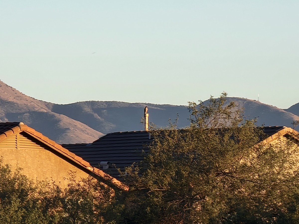 Cooper's Hawk - ML644844203