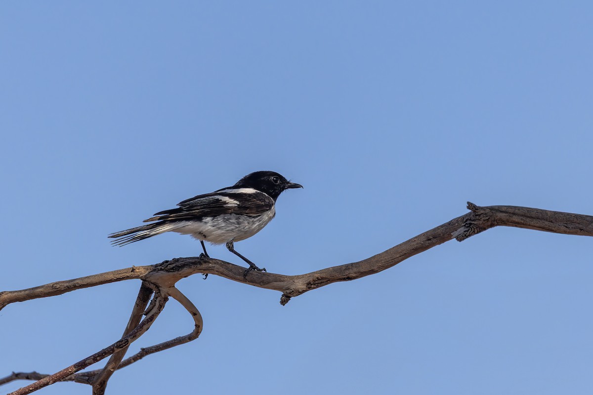 Пегая дриада - ML644844204