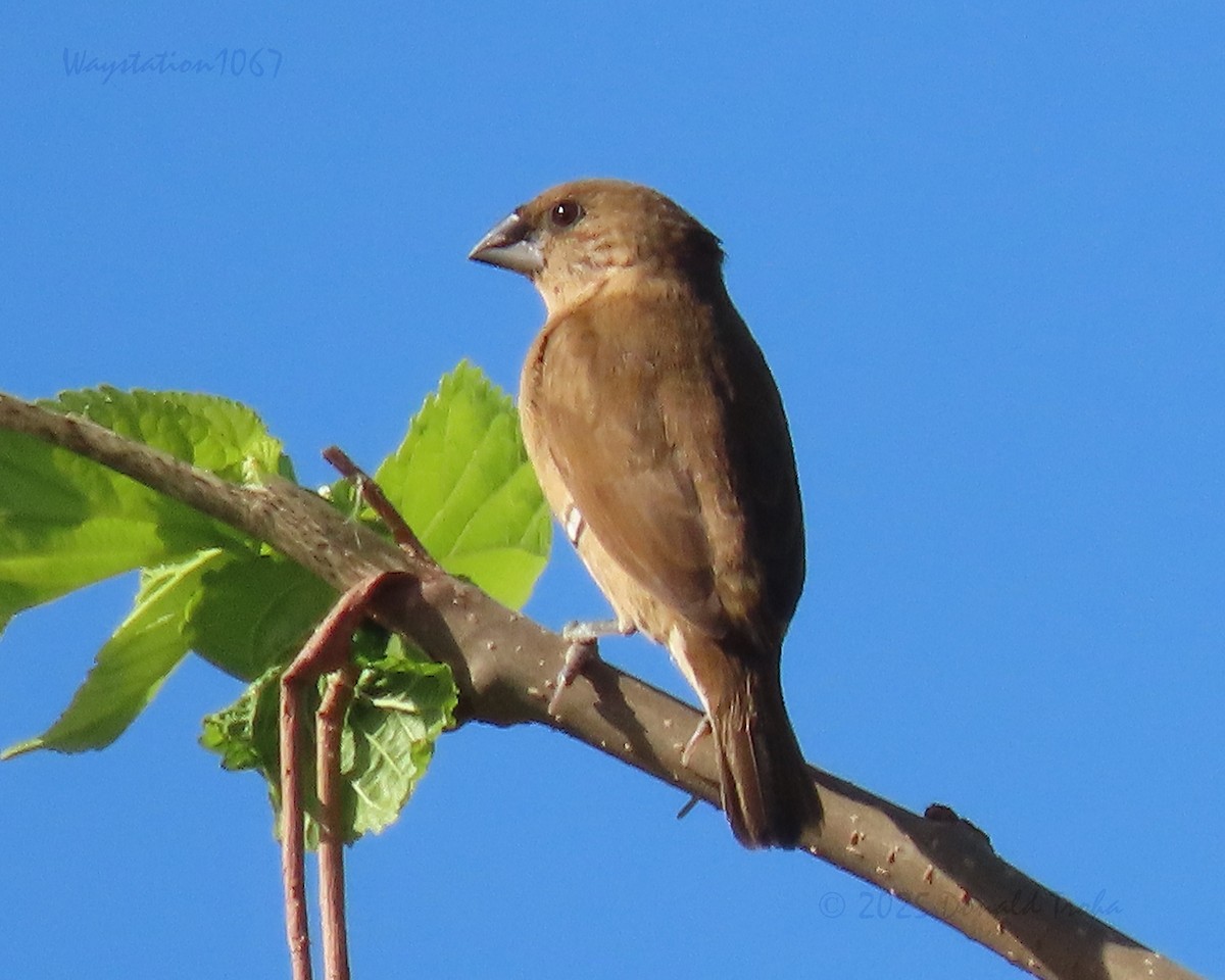 Scaly-breasted Munia - ML644844208