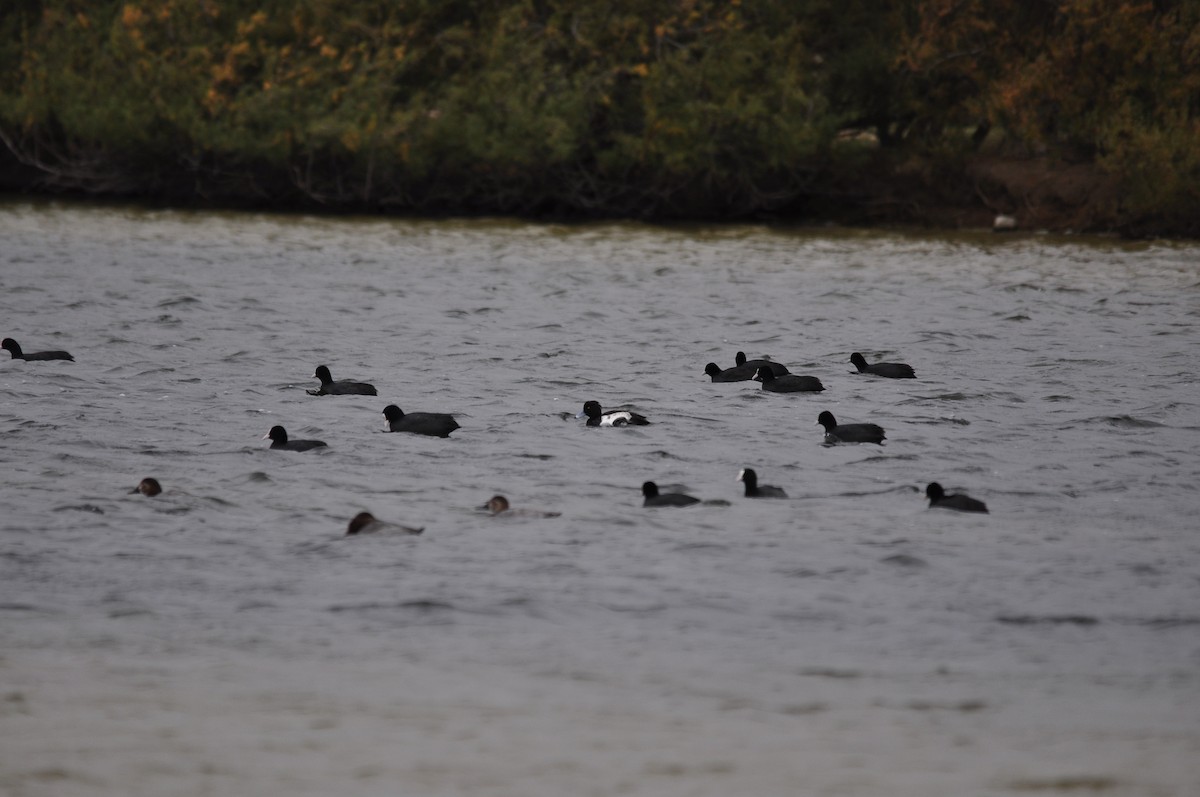 Tufted Duck - ML644844218