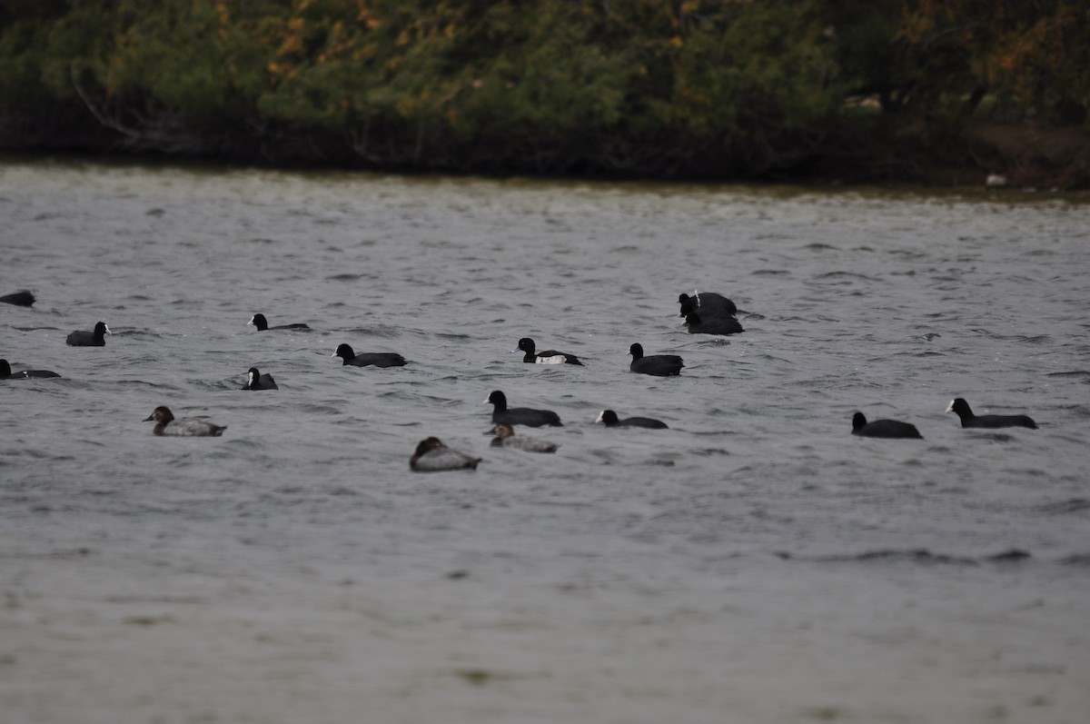 Tufted Duck - ML644844219