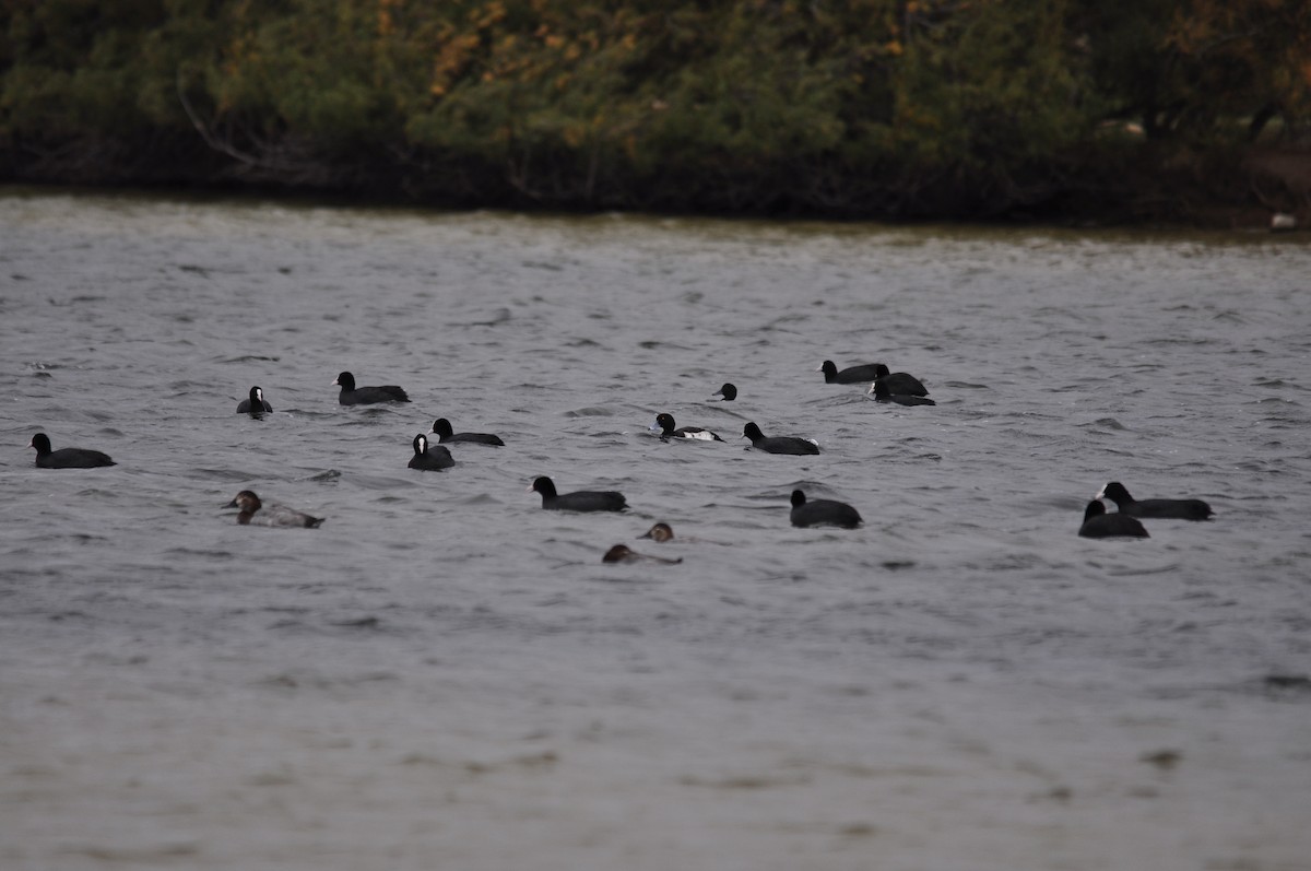 Tufted Duck - ML644844220