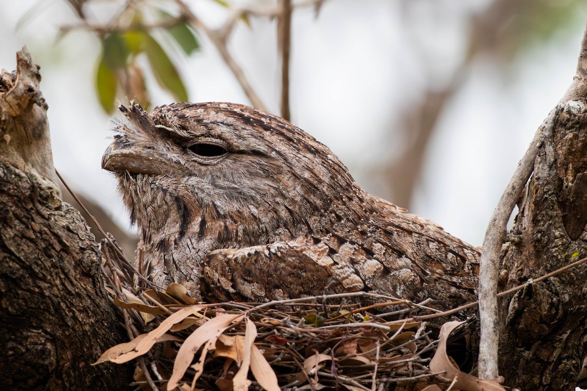 Tawny Frogmouth - ML644844228