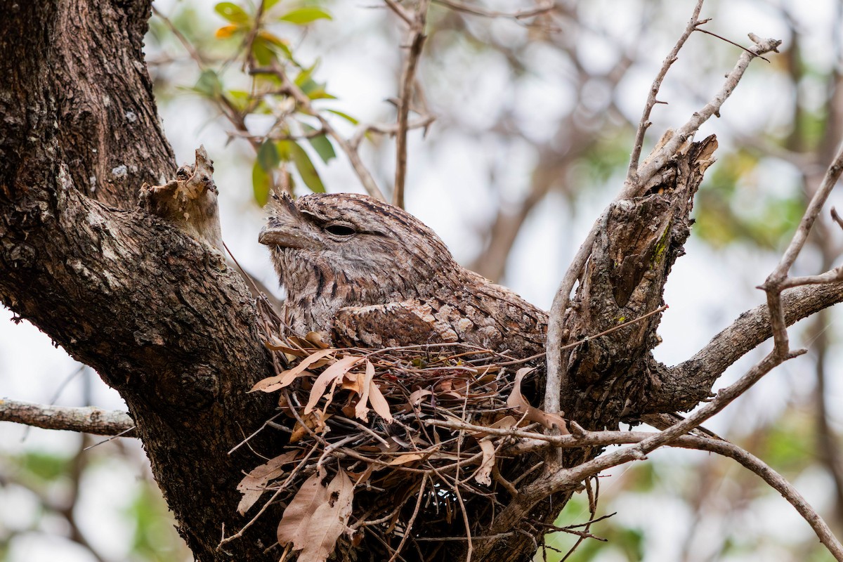Tawny Frogmouth - ML644844229