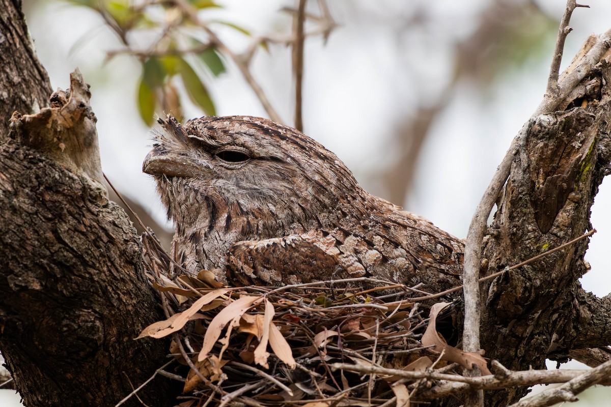 Tawny Frogmouth - ML644844230
