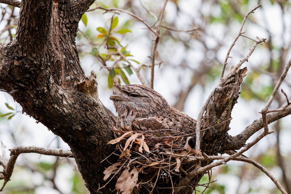 Tawny Frogmouth - ML644844231