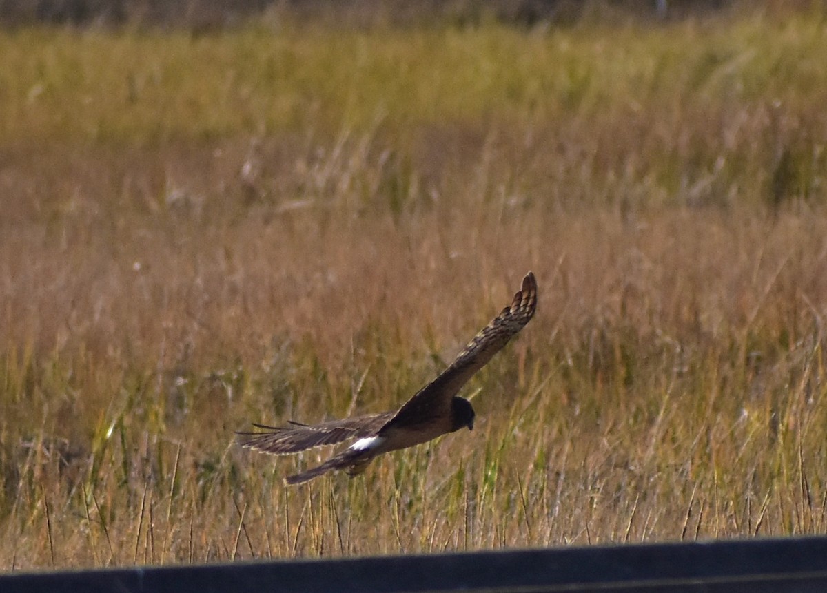 Northern Harrier - ML644844242