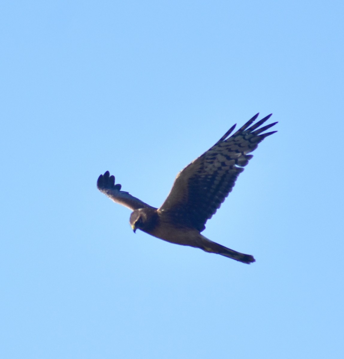 Northern Harrier - ML644844244