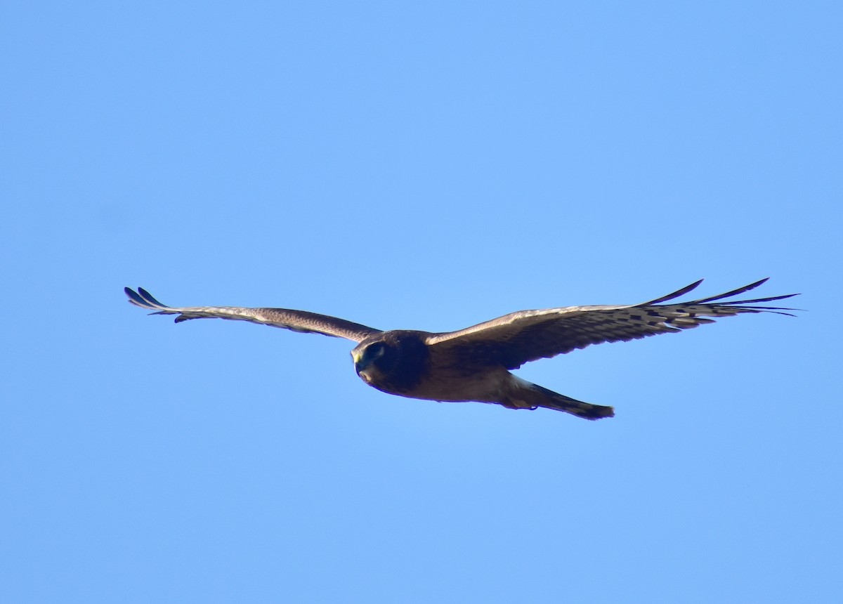 Northern Harrier - ML644844245