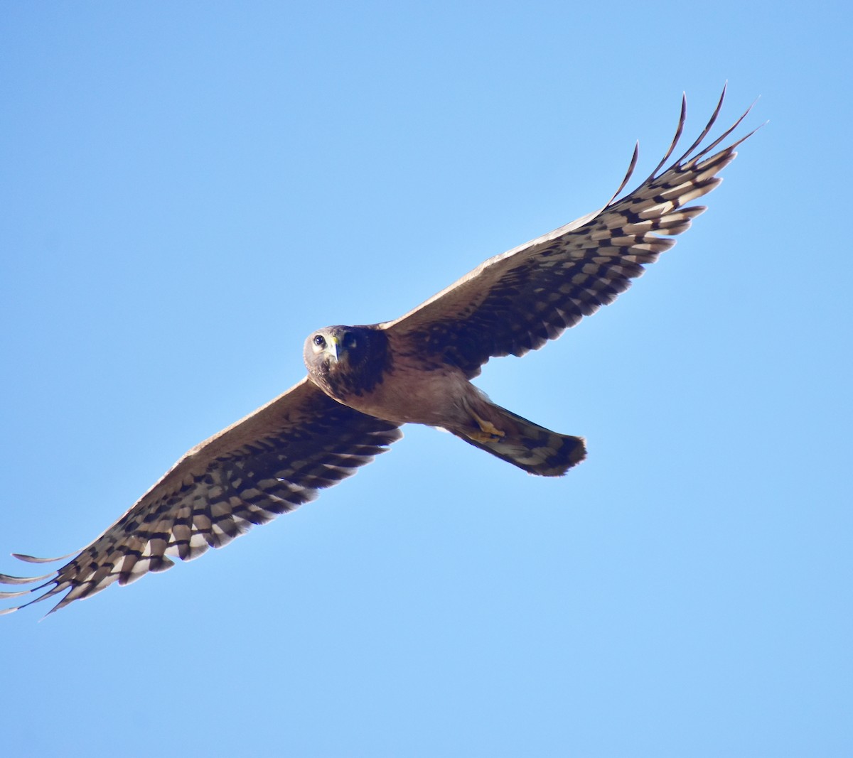 Northern Harrier - ML644844246