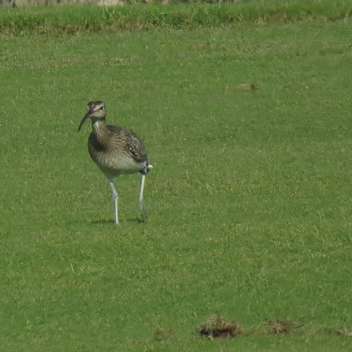 Hudsonian/Eurasian Whimbrel - ML644844256