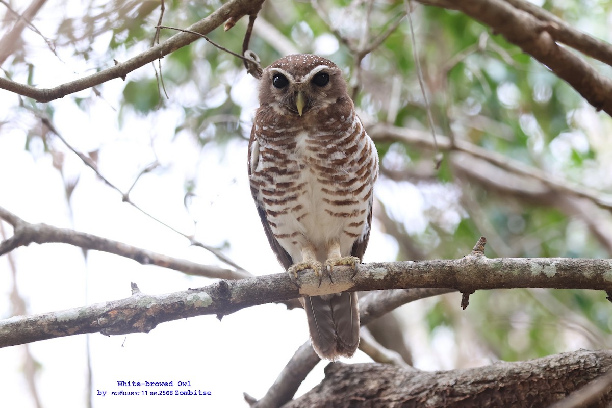 White-browed Owl - ML644844260
