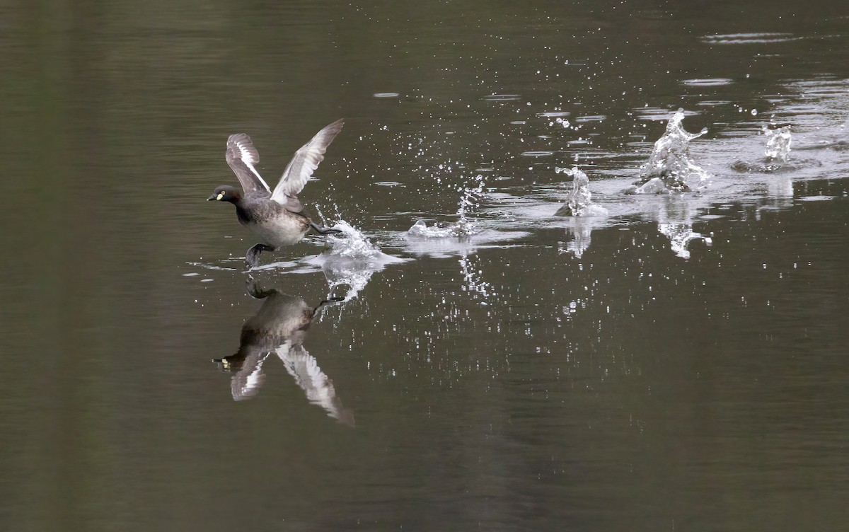 Australasian Grebe - ML644844264