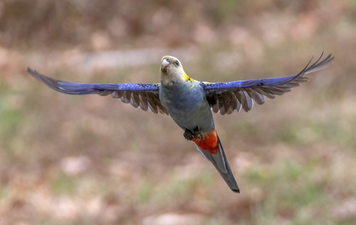 rosela žlutohlavá - ML644844269