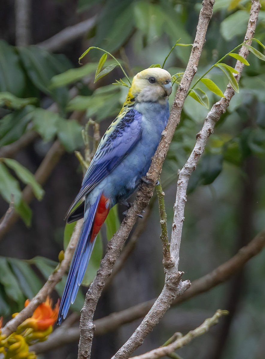 rosela žlutohlavá - ML644844270