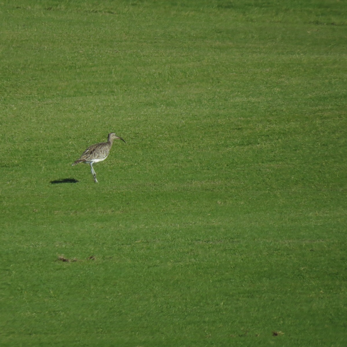 Hudsonian/Eurasian Whimbrel - ML644844272