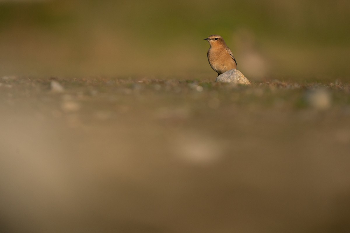 Northern Wheatear - ML644844276