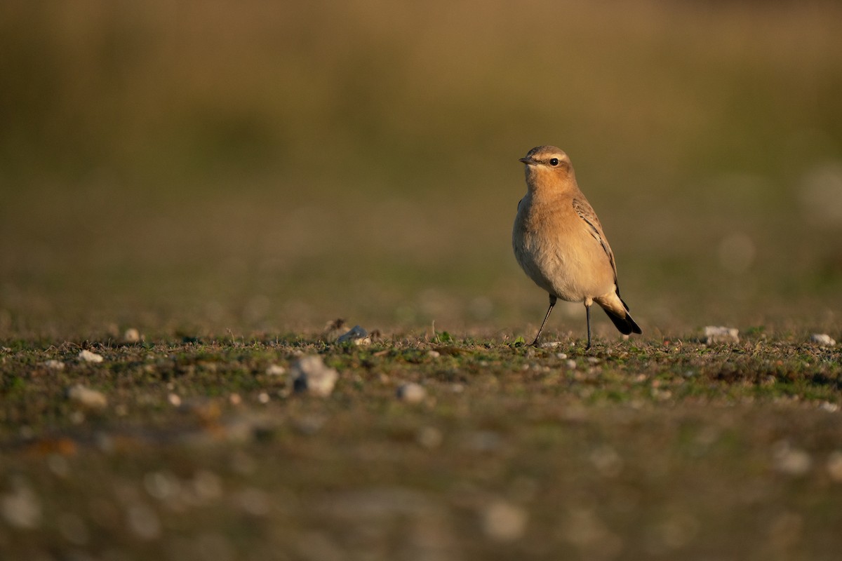 Northern Wheatear - ML644844282