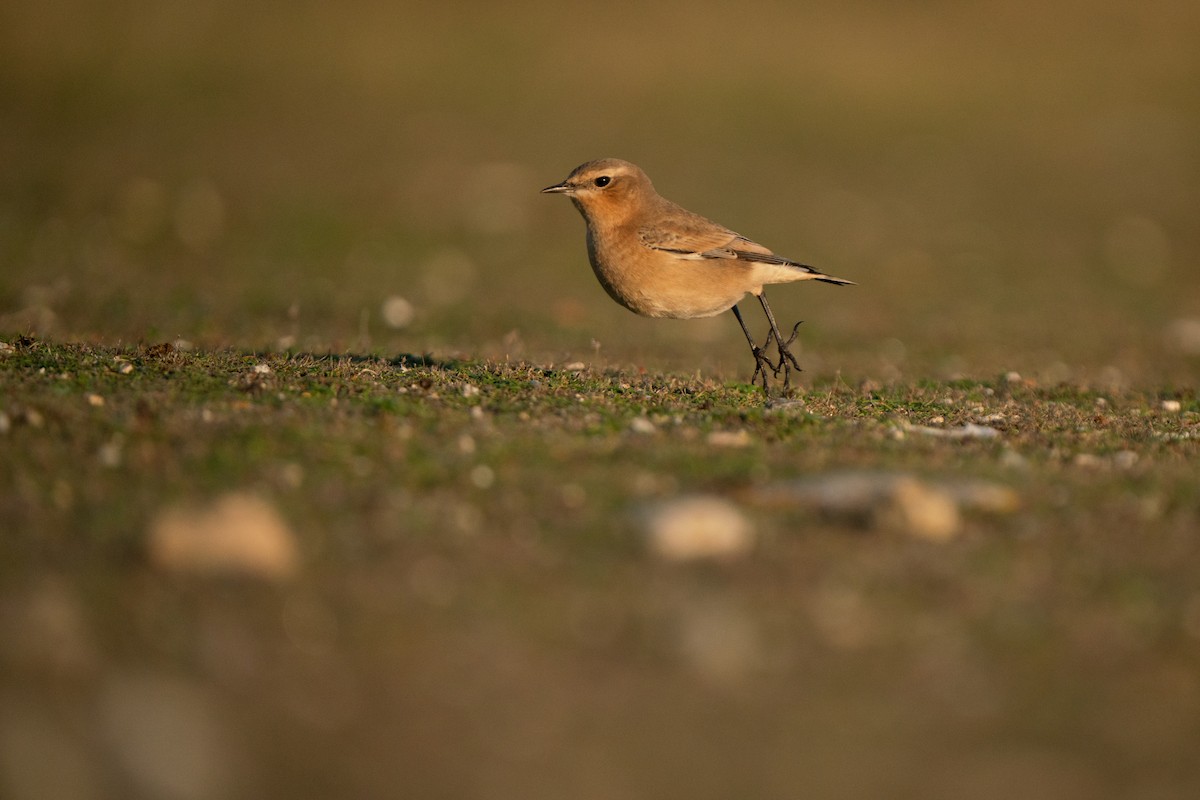 Northern Wheatear - ML644844283