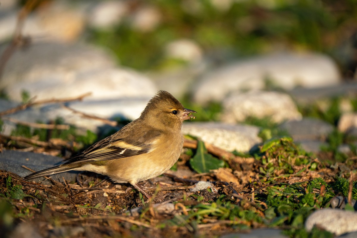 Common Chaffinch - ML644844286