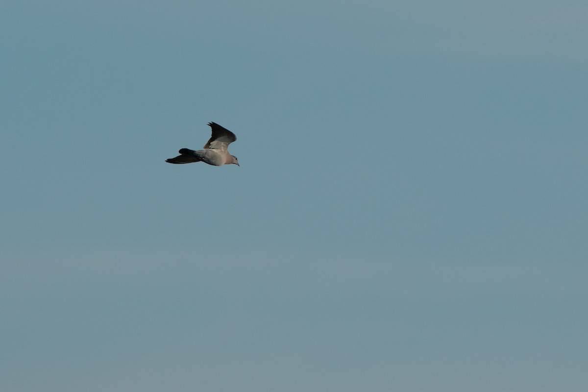 Stock Dove - ML644844305