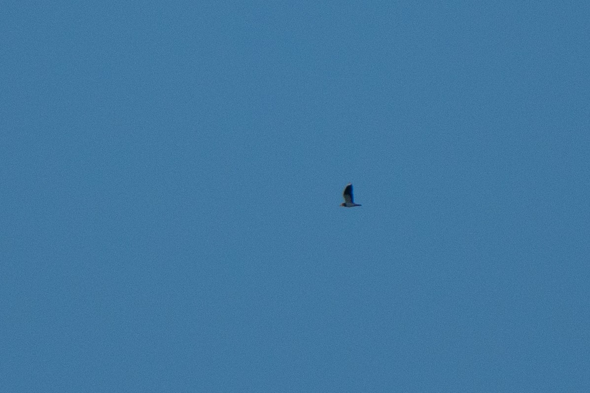 Northern Lapwing - ML644844309